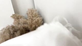 The guy sniffed panties and fucked a curvy girl in her wet pussy