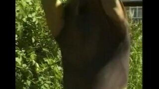 A man in the hayloft masturbates his big cock with his free hand
